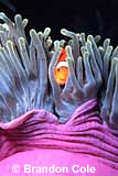 lv529, cute photo of nemo tropical fish
