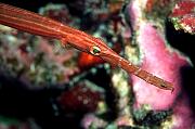 Found_Files_15_ec181-fish-13d,8b,4xiuc.tif