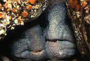 Found_Files_191_le4234-fish-13d,8b,4xiuc.tif