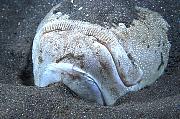 Found_Files_1_ap75-fish-13d,8b,4xiuc.tif