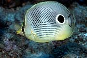 Found_Files_236_lo6882-fish-13d,8b,4xiuc.tif
