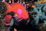 Found_Files_258_lq8148-fish-13d,8b,4xiu.tif