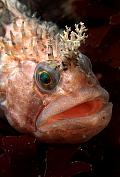 Found_Files_26_fe200-fish-13d,8b,4xiuc.tif