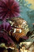 Found_Files_27_fe205-fish-13d,8b,4xiu.tif