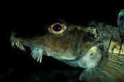Found_Files_28_fe208-fish-13d,8b,4xiuc.tif
