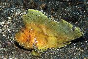 Found_Files_297_lq8676-fish-13d,8b,4xiuc.tif
