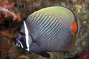 Found_Files_358_lv276-fish-13d,8b,4xiu.tif