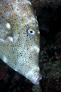 Found_Files_362_lv388-fish-13d,8b,4xiuc.tif