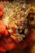 Found_Files_38_gr536-fish-13d,8b,4xiuc.tif