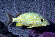Found_Files_394_mc25-fish-13d,8b,4xiuc.tif