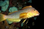 Found_Files_40_gr638-fish-13d,8b,4xiu.tif