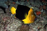 Found_Files_415_md331-fish-13d,8b,4xiuc.tif