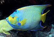 Found_Files_420_md357-fish-13d,8b,4xiuc.tif