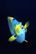Found_Files_421_md364-ss-fish-13d,8b,4xiuc.tif