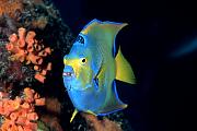 Found_Files_423_md367-dupe-fish-13d,8b,4xiuc.tif
