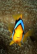 Found_Files_447_mk162-fish-13d,8b,4xiuc.tif