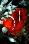 Found_Files_474_mn189-fish-13d,8b,4xiuc.tif