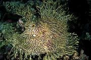 Found_Files_482_mn359-fish-13d,8b,4xiuc.tif