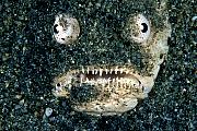 Found_Files_489_mn483-fish-13d,8b,4xiuc.tif