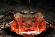 Found_Files_497_mn617-fish-13d,8b,4xiu.tif