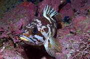 Found_Files_4_bd1431-fish-13d,8b,4xiuc.tif