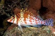Found_Files_502_mn665-fish-13d,8b,4xiuc.tif