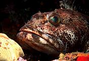 Found_Files_53_ib11003-fish-13d,8b,4xiuc.tif