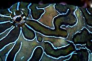 Found_Files_72_jl911-fish-13d,8b,4xiuc.tif