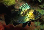 Found_Files_7_bv6-fish-13d,8b,4xiu.tif