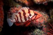 Found_Files_8_bv665-fish-13d,8b,4xiuc.tif