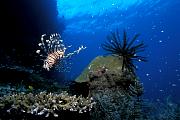 jw1173-fish-13d,4xiu.tif