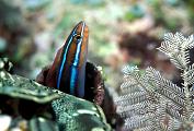 jw1228-fish-13d,4xiu.tif