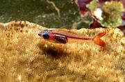 jw4600-fish-13d,4xiu.tif