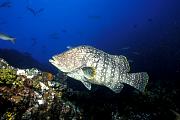 kg2726-fish-13d,8b,4xiu.tif