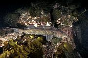 kk12082-fish-13d,8b,4xiu.tif