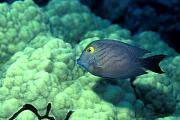 lh10013-fish-13d,8b,4xiuc.tif