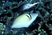 lh4961-fish-13d,8b,4xiu.tif
