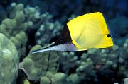 lh4962-fish-13d,8b,4xiu.tif