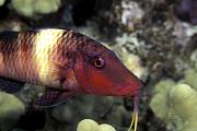 lh4963-fish-13d,8b,4xiu.tif
