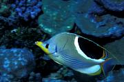 li5833-fish-13d,8b,4xiuc.tif