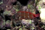 lj10043-fish-13d,8b,4xiu.tif