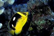 lj5776-fish-13d,8b,4xiu.tif