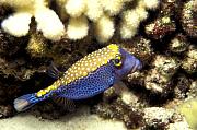 lj5783-fish-13d,8b,4xiu.tif