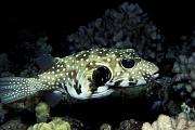 lj57892-fish-13d,8b,4xiu.tif