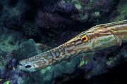 lj5816-fish-13d,8b,4xiu.tif