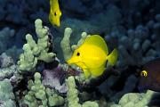 lj5819-fish-13d,8b,4xiuc.tif
