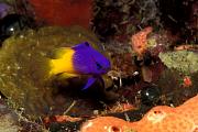 lo6635-fish-13d,8b,4xiu.tif