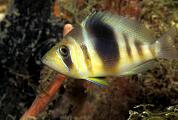 lo6674-fish-13d,8b,4xiu.tif