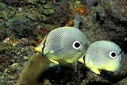 lo6708-fish-13d,8b,4xiuc.tif