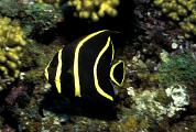 lo6714-fish-13d,8b,4xiuc.tif